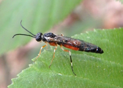 Thrinax albidopicta; Common Sawfly species