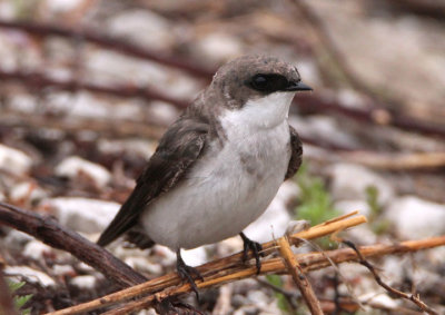 Tree Swallow; juvenile