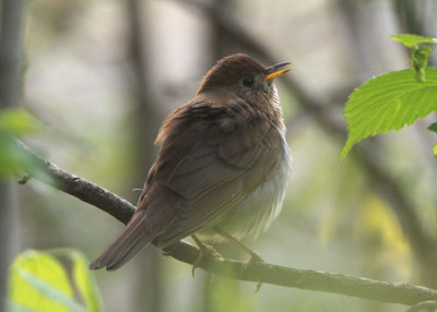 Veery