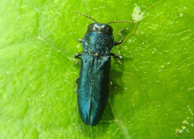 Agrilus cyanescens; Metallic Wood-boring Beetle species; exotic