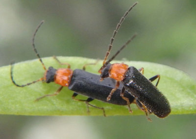 Rhagonycha Soldier Beetle species pair