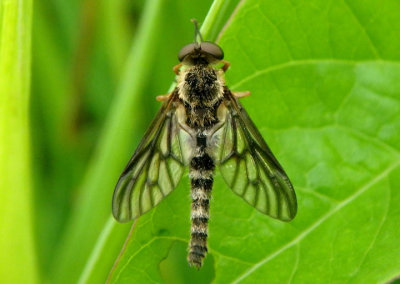 Chrysopilus foedus; Snipe Fly species 