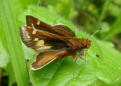 Poanes zabulon; Zabulon Skipper; female 