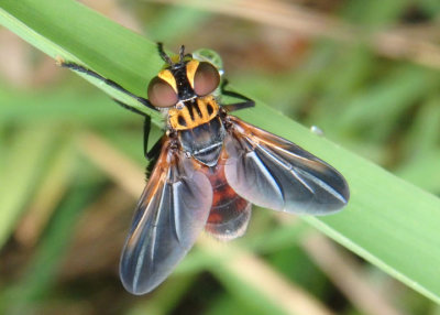 Trichopoda lanipes; Feather-legged Fly species