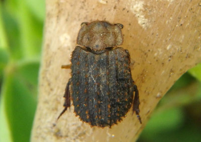 Trox foveicollis/spinulosus complex; Hide Beetle species