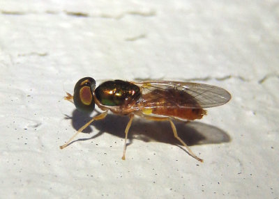 Cephalochrysa canadensis; Soldier Fly species