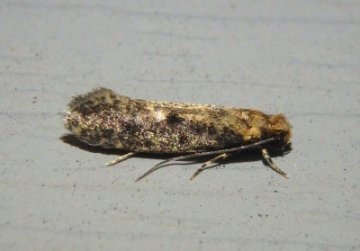 0411 - Niditinea fuscella; Brown-dotted Clothes Moth