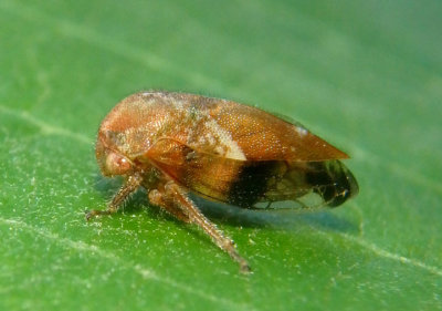 Ophiderma Treehopper species