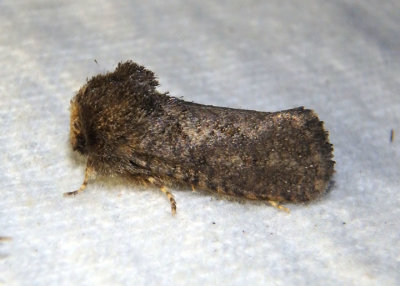 0340 - Acrolophus arcanella; Tubeworm Moth species