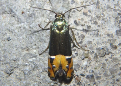 2346.5 - Lepidotarphius perornatella; Sedge Moth species; exotic