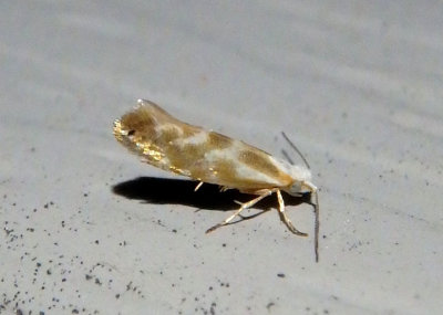2455 - Argyresthia freyella; Shining Head-standing Moth species