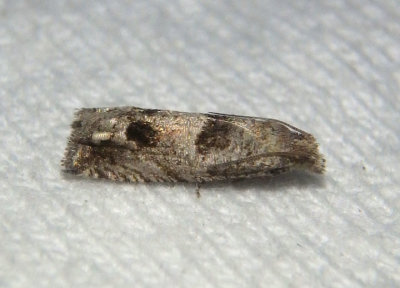 3133 - Pelochrista consobrinana; Tortricid Moth species