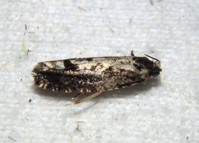 3273 - Chimoptesis pennsylvaniana; Filigreed Chimoptesis