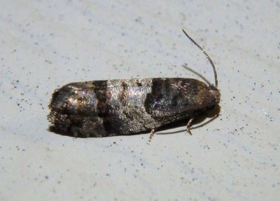 3423 - Larisa subsolana; Tortricid Moth species