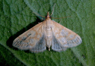 4992.5 - Paracorsia repandalis; Crambid Snout Moth species