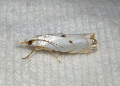 5419 - Microcrambus biguttellus; Gold-stripe Grass-veneer
