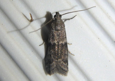 6032 - Eurythmia angulella; Pyralid Moth species