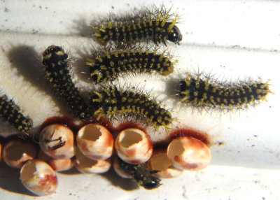 7767 - Hyalophora cecropia; Cecropia Moth caterpillars; first instars