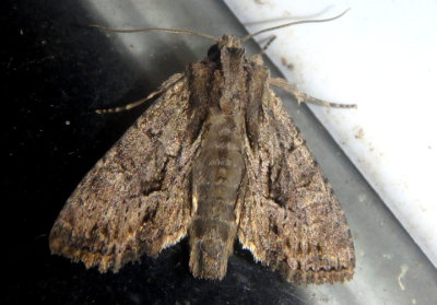 9329 - Apamea cariosa; Owlet Moth species
