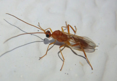 Meteorus Braconid Wasp species; female