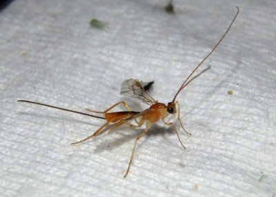 Macrocentrinae Braconid Wasp species; female