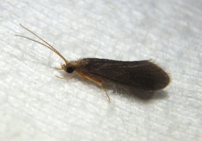 Trichoptera Caddisfly species