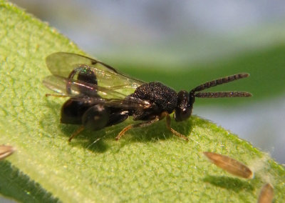 Chalcis Chalcid Wasp species 