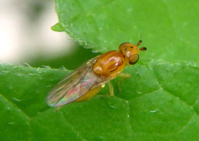 Chlorops Frit Fly species