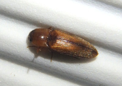 Glyphonyx Click Beetle species
