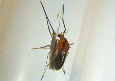 Clinotanypus Midge species; female