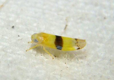 Empoa rubricola; Leafhopper species