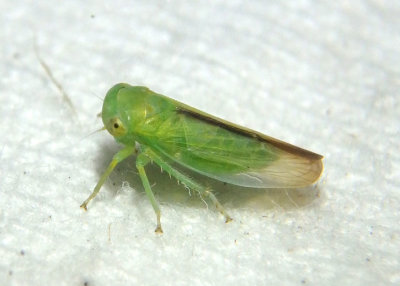 Idiocerus raphus; Leafhopper species