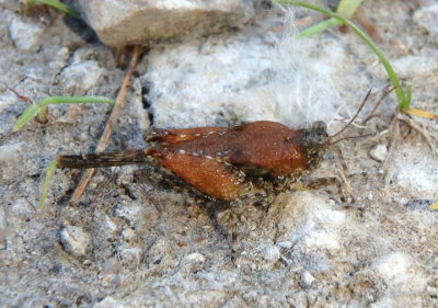 Paratettix Pygmy Grasshopper species; female