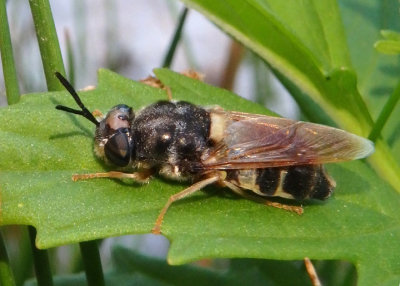 Stratiomys norma; Soldier Fly species
