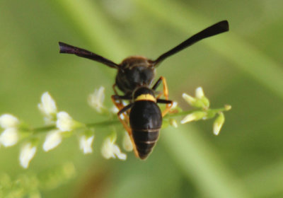 Parazumia symmorpha; Mason Wasp species