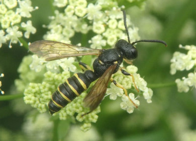 Cerceris nigrescens; Apoid Wasp species; male