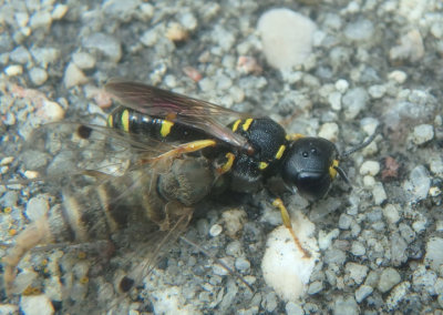 Ectemnius continuus; Square-headed Wasp species