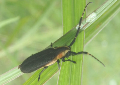 Hemierana marginata ardens; Long-horned Beetle species