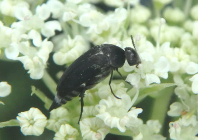 Mordella marginata; Tumbling Flower Beetle species
