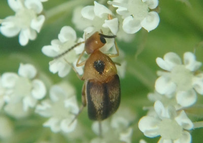 Mordellistena limbalis; Tumbling Flower Beetle species