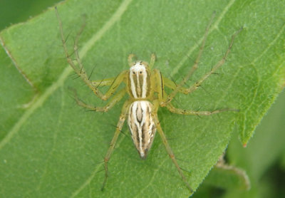 Oxyopes salticus; Striped Lynx; female