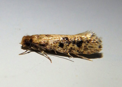 0411-0412 - Niditinea Clothes Moth species