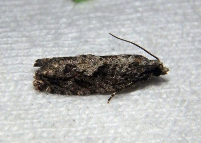 3259-3268 - Gretchena Tortricid Moth species