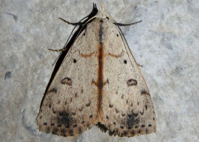 8514 - Scolecocampa liburna; Deadwood Borer Moth