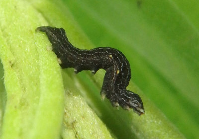9689 - Perigea xanthioides; Red Groundling Moth caterpillar