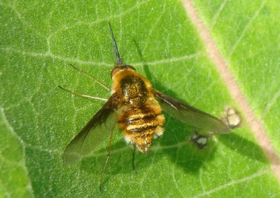 Bombylius Bee Fly species