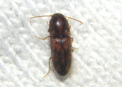 Conoderus bellus; Click Beetle species