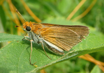 Euphyes bimacula; Two-spotted Skipper; female