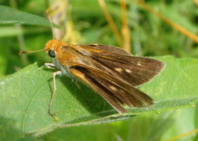 Euphyes bimacula; Two-spotted Skipper; female 