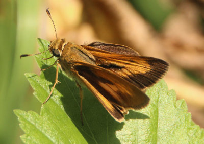 Euphyes dion; Dion Skipper; male